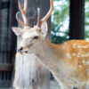 奈良公園の可愛い鹿